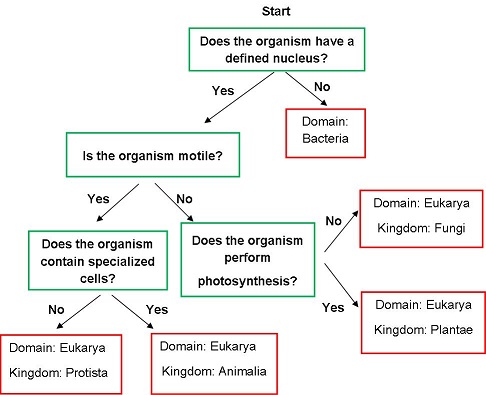 1516_Classification of Organisms Flow Chart.jpg